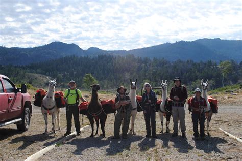 Boulder Rim Llama Trek Wilderness Ridge Trail Llamas