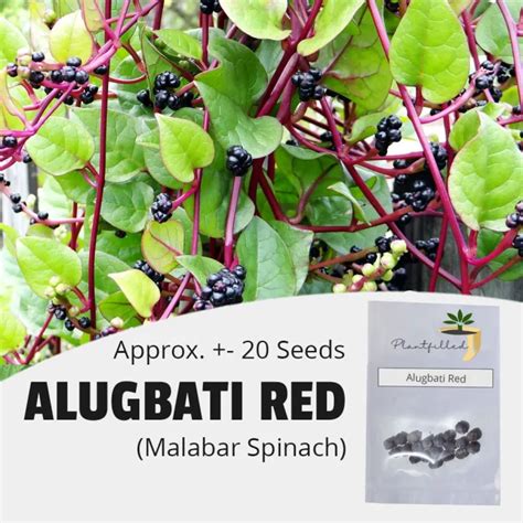 [plantfilled] Alugbati Red Leaf Malabar Spinach Basella Seeds