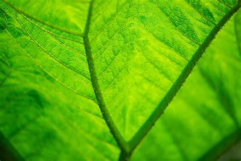 Leaf Texture Free Stock Photo - Public Domain Pictures