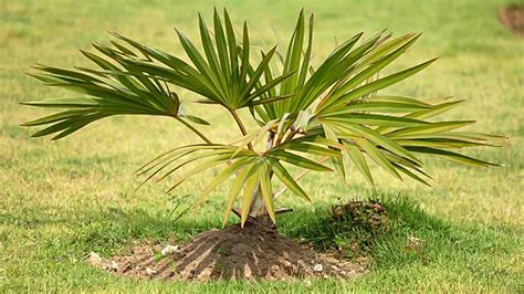 How To Fertilize Palm Trees Secrets To A Tropical Paradise Forestry