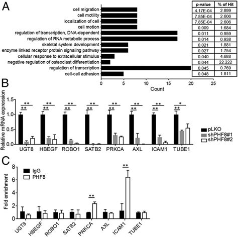 Phf Regulates The Expression Of Genes Involved In Cell Migration And