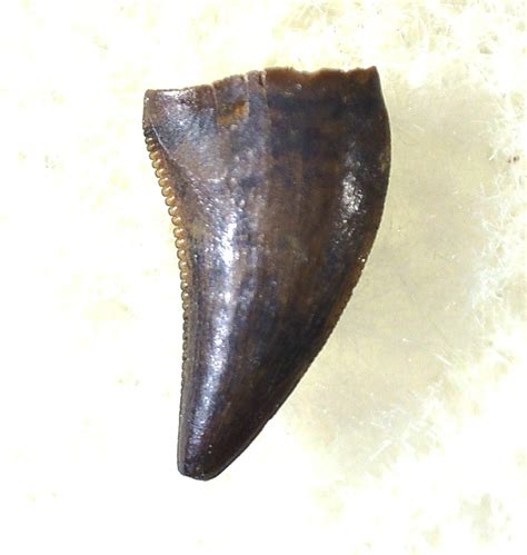 Saurornitholestes Tooth for Sale #25 | Fossils for Sale