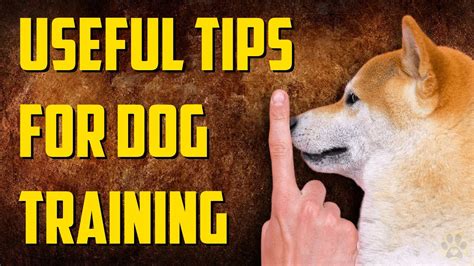 Useful Tips For Dog Training How To Properly Train Your Dog Youtube