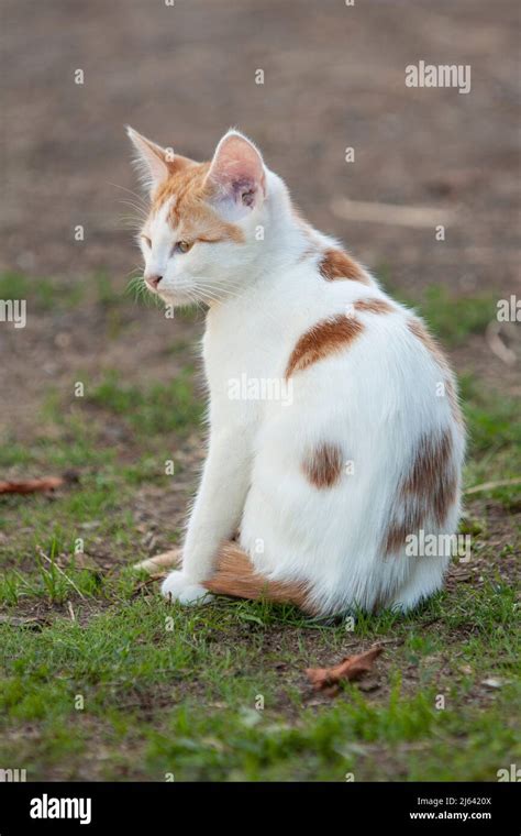 Orange And White Spotted Cat