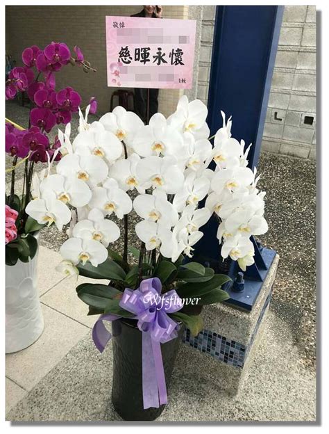 H077白花蝴蝶蘭花組合盆景 追思花禮 台南市花店 來電洽詢 萬花鄉花坊 台南花店