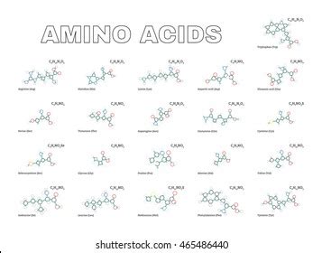 Amino Acids Set Stock Vector Royalty Free 465486440 Shutterstock