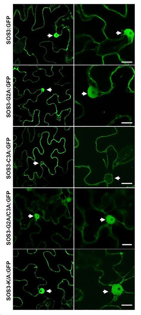 Subcellular Localization Of Sos3 And Mutants The Subcellular