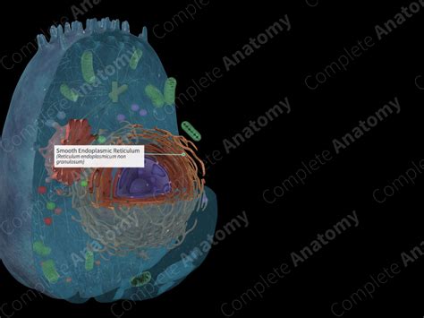 Smooth Endoplasmic Reticulum Complete Anatomy