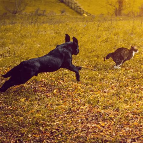 Why Dogs Chase Cats: Understanding the Instincts and Behaviors - Dog Friendly Scene