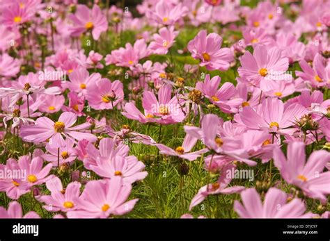 Mexican Aster Cosmos Bipinnatus Hi Res Stock Photography And Images Alamy