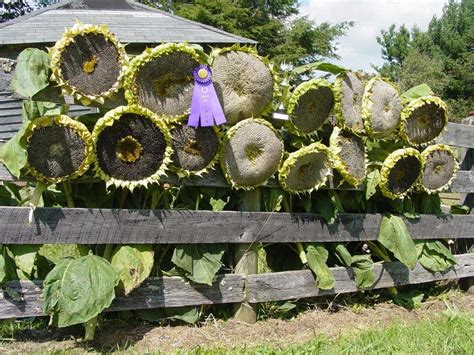 Giant Sunflower Mongolian Giant Seeds Prijs Ubicaciondepersonas Cdmx