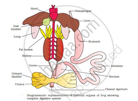 Draw A Neat Diagram Of Digestive System Of Frog Biology Shaalaa