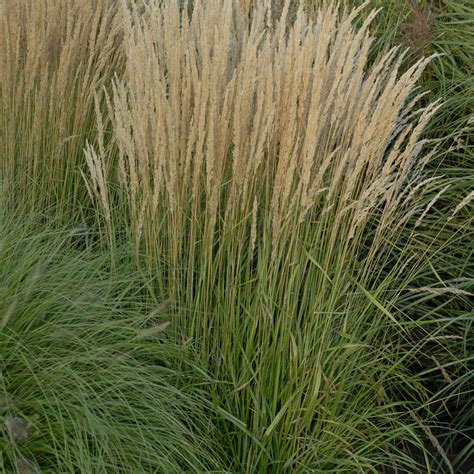 Calamagrostis Karl Foerster - Buy Feather Reed Grass Perennials Online