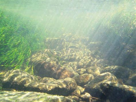 La Liste Rouge Des Esp Ces Menac Es En France Poissons D Eau Douce De