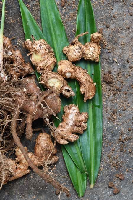 How To Plant And Grow Ginger In Your Home Garden