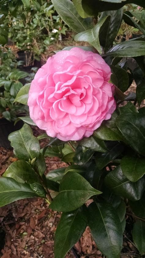 Camellia Heaven Flowers Tallahassee FL Tallahassee S Best Supplier Of