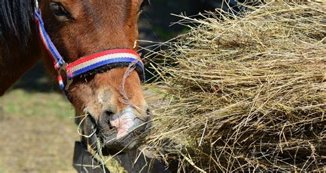 Heunetz für s Pferd Praktische Vorteile Alternativen ehorses Magazin