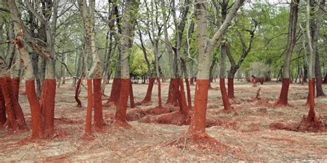 Talajszennyezés: mit tehetünk ellene? I xForest