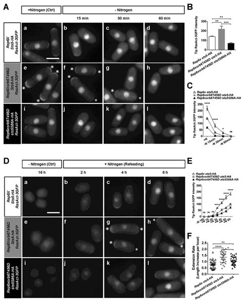 Orb Kinase Reversibly Modulates Ras Activity And Polarized Cell