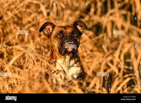 Boxer Dog Teeth Hi Res Stock Photography And Images Alamy