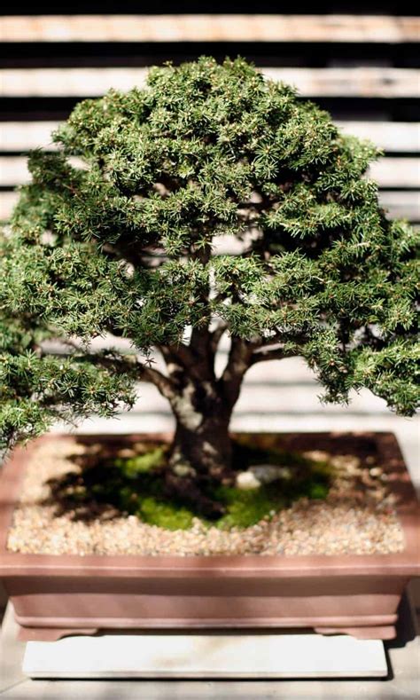 Discover The 20 Different Types Of Bonsai Trees A Z Animals