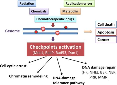 Cell Cycle Checkpoints Dna Damage