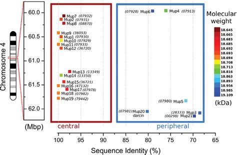 Frontiers Regulation Of Sexually Dimorphic Expression Of Major