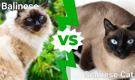 Balinese vs. Siamese Cat - A-Z Animals