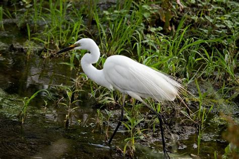 Unique White Birds With Long Necks Birdchronicle