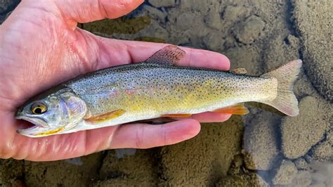 Types Of Trout And How To Identify Them Wired2fish