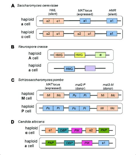 Representative Mating Type Loci From The Ascomycota A The