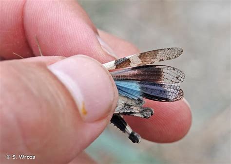 Oedipoda Caerulescens Linnaeus Oedipode Turquoise Criquet