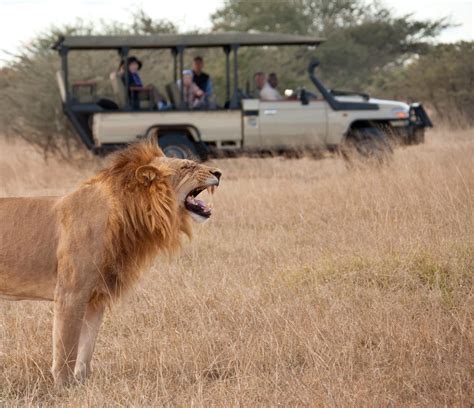 Meilleur Safari En Afrique Bien Choisir Son Safari En Afrique