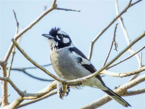 Blue Jay Bird Stock Photos, Images and Backgrounds for Free Download