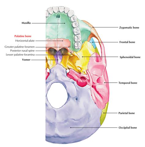 Palatine Bone Anatomy