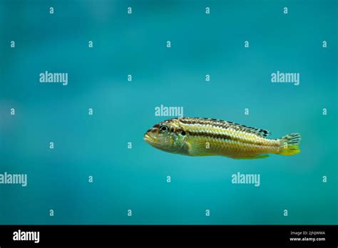 A Solitary Little Fish On Blue Background With Copy Space Stock Photo