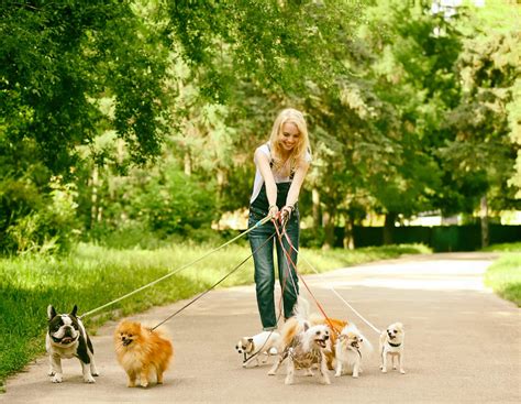 Passear cachorro entenda os benefícios docg