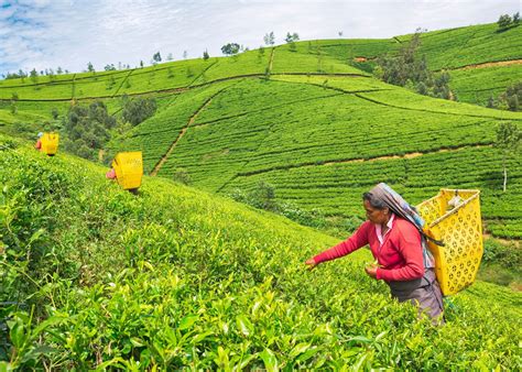 Sri Lanka Countryside Adventure Tour Apple Vacations