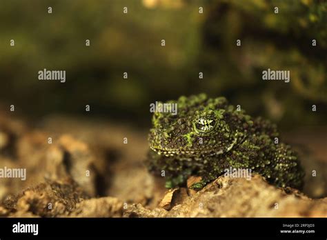 Mossy Frog Theloderma Corticale Frog In The Nature Habitat Vietnam