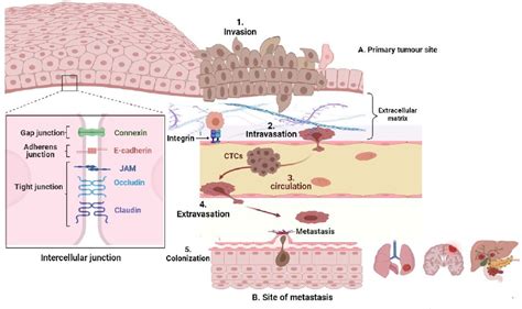 Figure From Understanding The Complex Milieu Of Epithelial