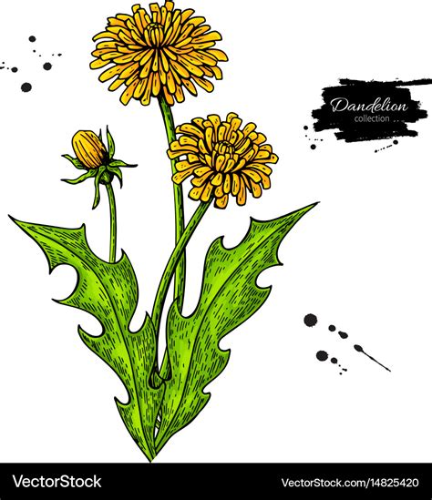 Dandelion flower drawing set isolated wild Vector Image