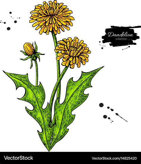 How To Draw A Dandelion Step By Step