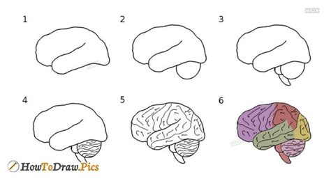 How To Draw A Brain Tutorials To Learn From