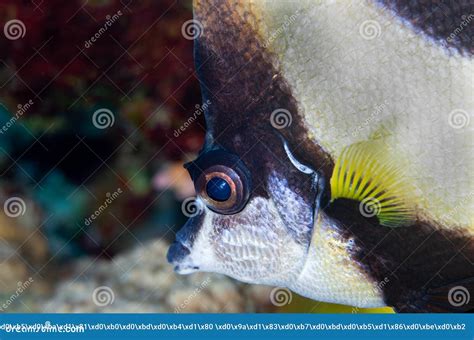 The Red Sea bannerfish stock photo. Image of blue, wildlife - 293665080