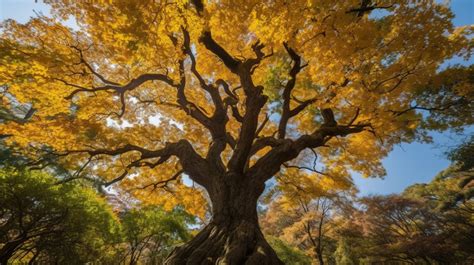 Oak An Tree During The Fall In Japan Backgrounds | JPG Free Download ...