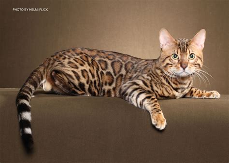 Rare Cat Breeds Name - Pets Lovers