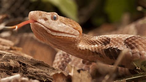 Copperhead Snake Habitat