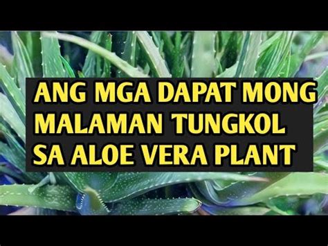 Eto Pala Ang Totoong Dahilan Kung Bakit Dapat Magkaron Ng Aloe Vera Sa