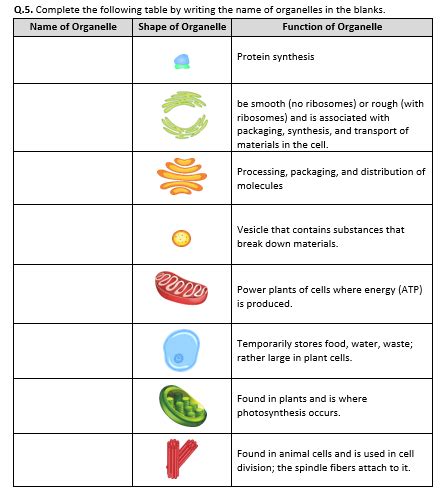 Solved HW Week 4 Cell Organelles Worksheet Complete The Chegg