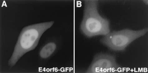 E4orf6 GFP Does Not Respond To LMB Treatment HeLa Cells Were